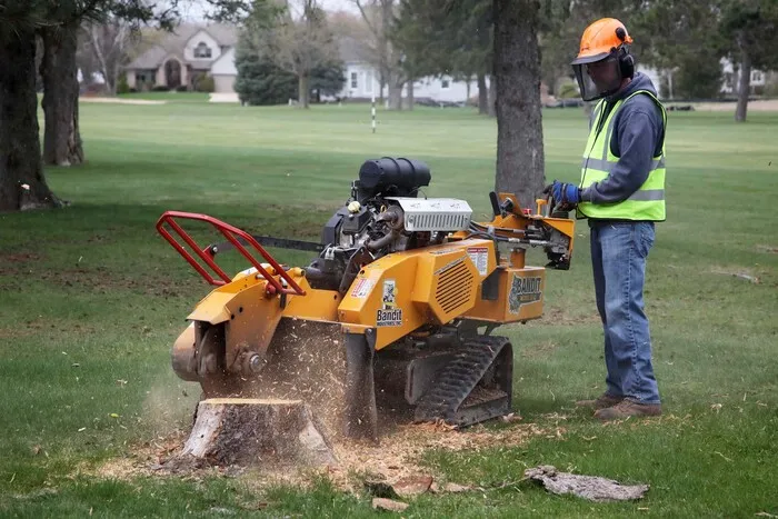 Operator using a Bandit stump grinder on a residential lawn